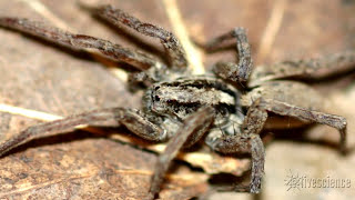 Spiders Creepy Mating Purr Recorded by Researchers [upl. by Kcirdla]