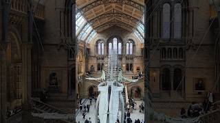 Natural History Museum 🦖🦕🦒💎 museum natural naturalhistorymuseum london ytshorts [upl. by Tacita]