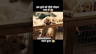 इस कुत्ते को लोगों को परेशान करने में मज़ा आता हैं 😱  short anime cartoon dog [upl. by Minier919]