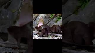 Plizzanet Earth with Snoop Dogg  Otter vs Crocs PlizzanetEarth kimmel snoopdogg [upl. by Anot]