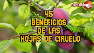 45 Beneficios de las Hojas de Ciruelo [upl. by Younger]