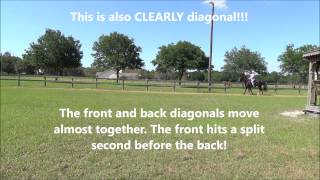 How To Achieve Gaits of A Missouri Fox Trotter Flat Foot Walk amp Foxtrot [upl. by Haugen]