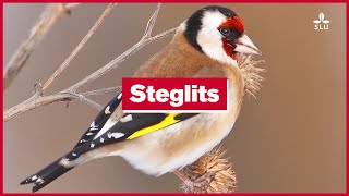 18 December Steglits [upl. by Dralliw]