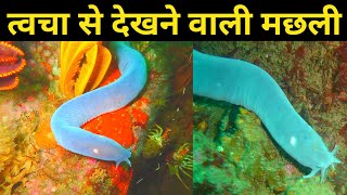 यह मछली त्वचा से देख सकती है।। Hagfish facts  Spineless fish [upl. by Etteluap979]