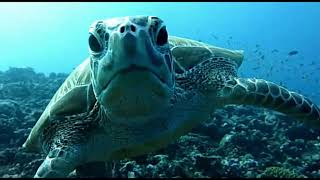 The Loggerhead sea Turtle [upl. by Marguerie]