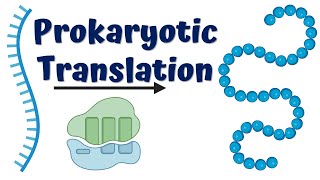 Prokaryotic Translation Initiation [upl. by Aniweta898]