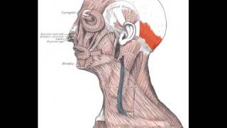 Occipitalis Muscle [upl. by Maggi]