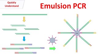 Emulsion PCR [upl. by Ahsinehs614]