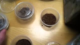 how to feed baby tarantulas or small spiders [upl. by Hoye819]