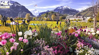 Spring Magic in Switzerland Interlaken 🇨🇭 Blossoms and Alpine Views 4K switzerland swissview [upl. by Eelirrem]