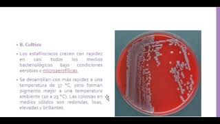 Microbiología  ESTAFILOCOCOS [upl. by Madalyn]