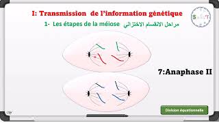 les étapes de la méiose ✨cours SVT 🧪2bac svtpc شرح بالدارجة و الفرنسية [upl. by Ailegave]