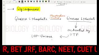 Glycogenesis  Carbohydrate metabolism  types of bond  UDP Glucose [upl. by Fredrick]