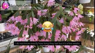 Easter Cactus  Rhipsalidopsis in Bloom [upl. by Mendelsohn643]