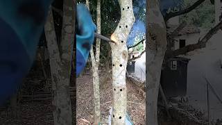 The Aquilaria trees are intentionally wounded to quickly obtain natural agarwood resin agarwood [upl. by Randal867]