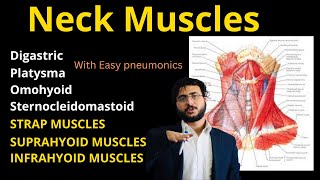 Neck Muscles  Strap  Suprahyoid  Infrahyoid  Deep Neck Muscles Neckmuscles [upl. by Gnni]