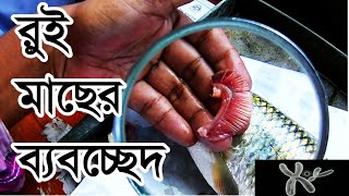 রুই মাছের ব্যবচ্ছেদ HSC  Dissection of Labeo rohita [upl. by Standing660]