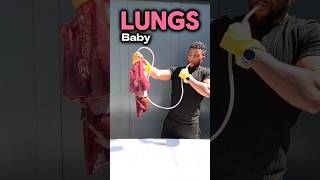 Inflating Lungs biology class [upl. by Annehs181]