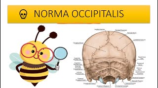 Skull  Posterior view or Norma Occipitalis easy anatomy Hindi [upl. by Clementina]