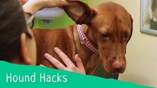 Hound Hacks Tip 14  How to clean your dogs ears [upl. by Natiha]