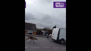 Ledbury Hunt chase fox onto a residential estate in Upton [upl. by Culbertson]