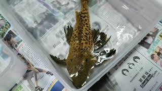 L273 紅鐵RED TITANIC Pleco [upl. by Balbinder929]