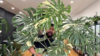 Massive Plants Haul  Variegated Monsteras  Houseplant Updates [upl. by Glassco]