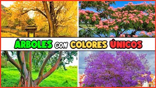 10 ÁRBOLES con COLORES ÚNICOS que debes CONOCER [upl. by Bolanger726]