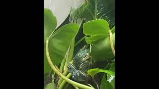 Cruziohyla Craspedopus Male Dart Frog Fertilizing Eggs With Sperm dartfam Falcon Aquarium Services [upl. by Eelibuj]