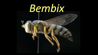 Bembix Crabronidae [upl. by Zola]