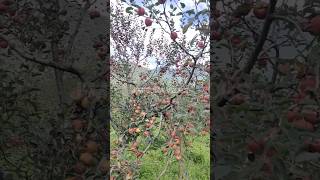 Apple Bagan Chergaon Arunachal Pradesh Video [upl. by Tnayrb]