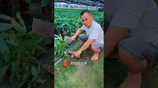 Loss of plants project part02🌲🌲 and sell plants from garden shorts selling youtubeshorts [upl. by Martha]