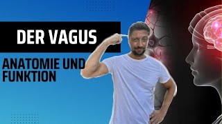 Der VAGUS  Anatomie und Funktion  NERVENSYSTEM REGULIEREN [upl. by Francoise]