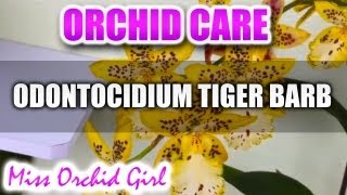 Orchid Care  Odontocidium Tiger Barb [upl. by Ellerehs502]