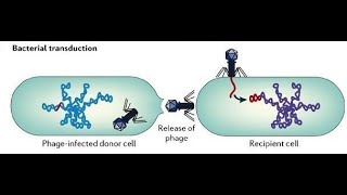 TRANSDUCTION IN BACTERIA [upl. by Akerue]