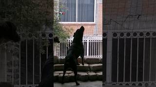 ROTTWEILER Aullando 🐺 Rottweiler Howling rottweiler dog aullidos [upl. by Lesley]