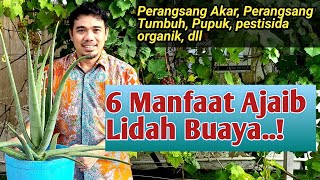 Manfaat lidah Buaya Untuk Tanaman manfaat lidah buaya khasiat lidah buaya Tanaman Bermanfaat [upl. by Nauqas]