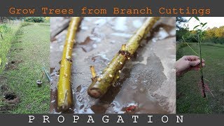 Grow Trees from Branch Cuttings  Propagation for Free Screen Wall [upl. by Lisandra588]