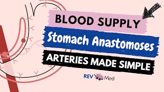 Stomach Arterial Supply amp pathways NEW  EASY  Anatomy [upl. by Aime]