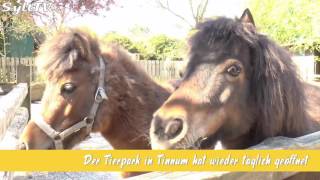 Der Tierpark in Tinnum hat wieder geöffnet [upl. by Wyatt]