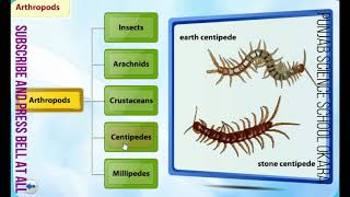 CLASS 5 CHAPTER 2 INVERTEBRATES [upl. by Petronella444]