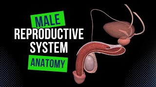 Male Genital System Internal amp External  Anatomy [upl. by Gabriellia292]