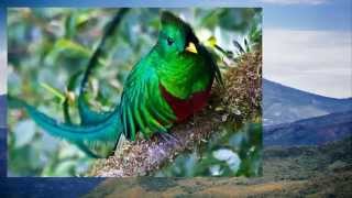 EL QUETZAL DE CHIRIQUI  JUANK [upl. by Ancalin]