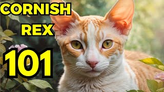 cornish rex pros and cons  EVERYTHING you need to know cornish rex 101 [upl. by Aleta]