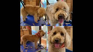 Dog Grooming In Romford Essex wwwlittlecottagedoggroomingcom [upl. by Tiras]