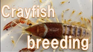 breeding technique of Crayfish English version [upl. by Lunsford830]