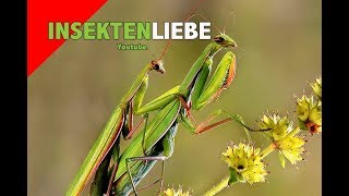 ❌Paarung von Gottesanbeterinnen der Gattung Creobroter gemmatus  mating praying mantis [upl. by Jamaal597]