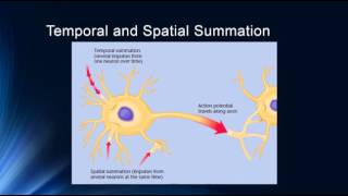 Synapses and Synaptic Potentials [upl. by Ellett334]