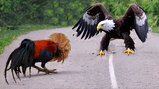 This Eagle Messed With The Wrong Opponent [upl. by Ajnin]