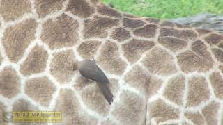 Oxpecker bird  watch how they cling to an animal and eat ticks [upl. by Karalynn734]